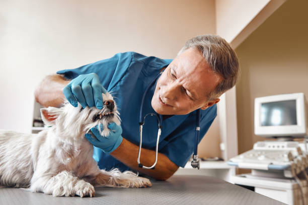Best Emergency Care for Gum Disease in North Olmsted, OH